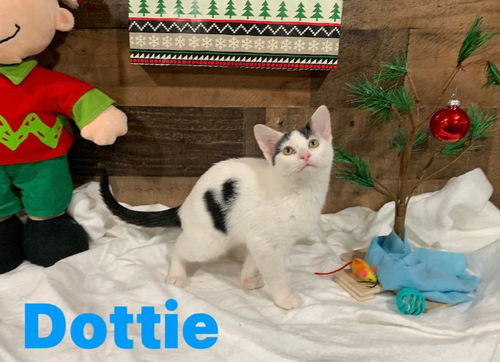 Dottie
