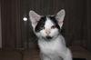 Kit