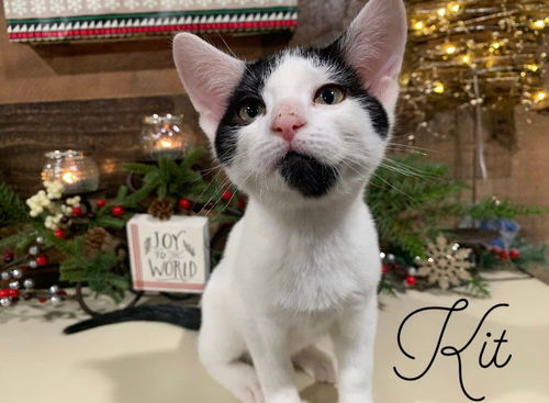Kit
