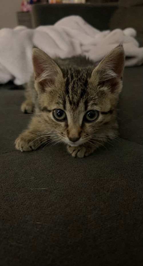 Simba