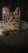 Simba