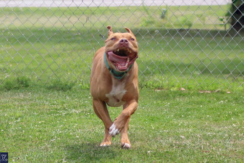Bruno, photo 4