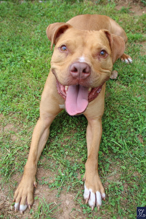 Bruno, photo 6