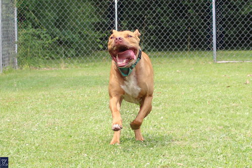 Bruno, photo 7