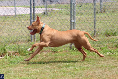 Bruno, photo 8