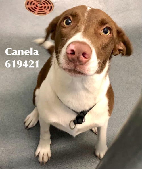 Canela