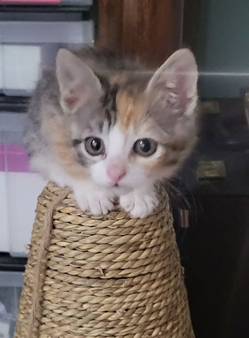 Zena