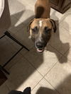 Buster