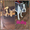 Holly