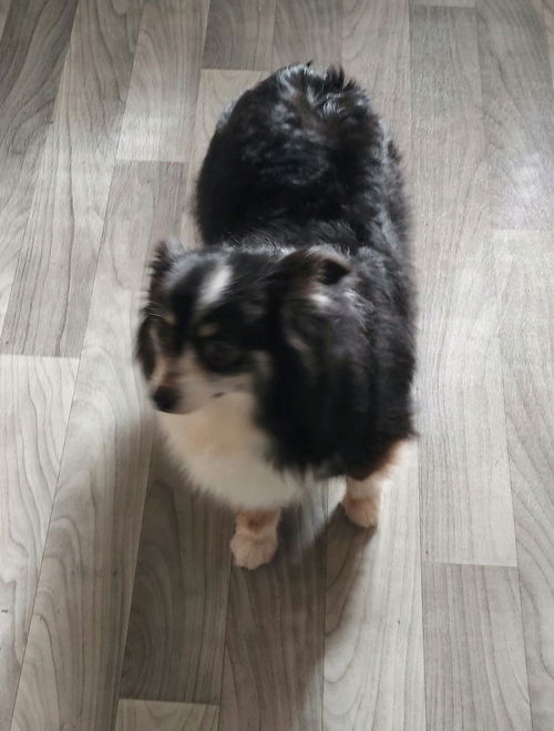 Blackie