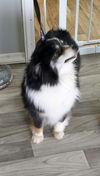 Blackie