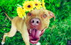 Clover