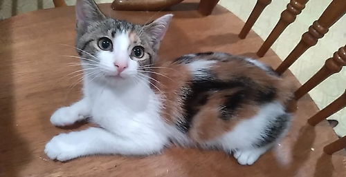 Ziita