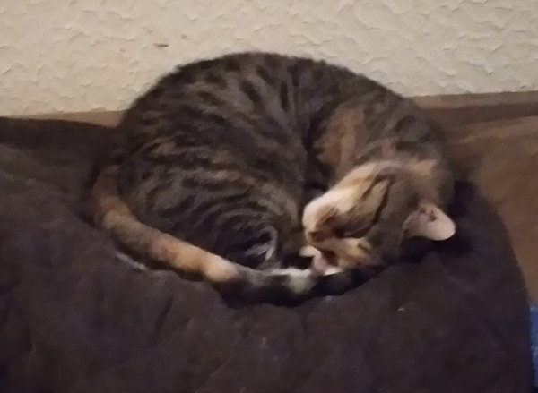 Zena