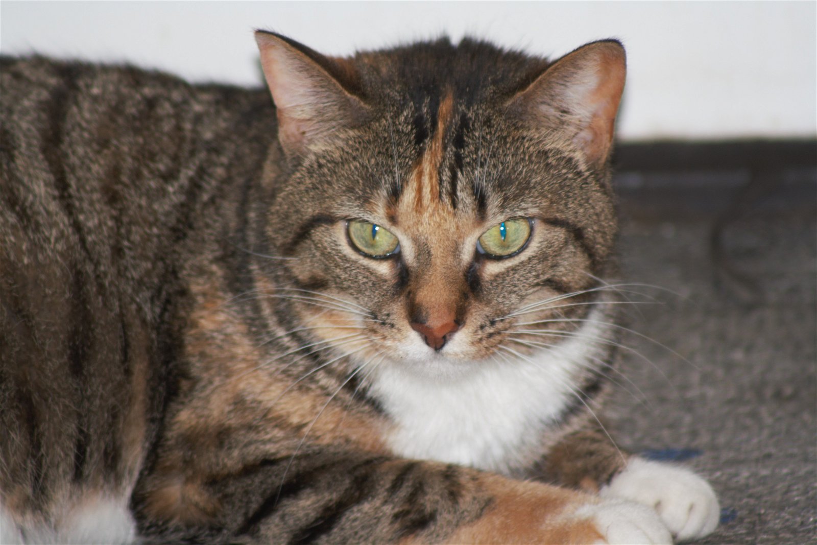 adoptable Cat in Lockport, NY named Zena