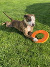 Rocky (the Brindle)
