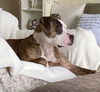 Rocky (the Brindle)