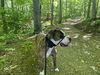 Rocky (the Brindle)