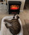 Rocky (the Brindle)