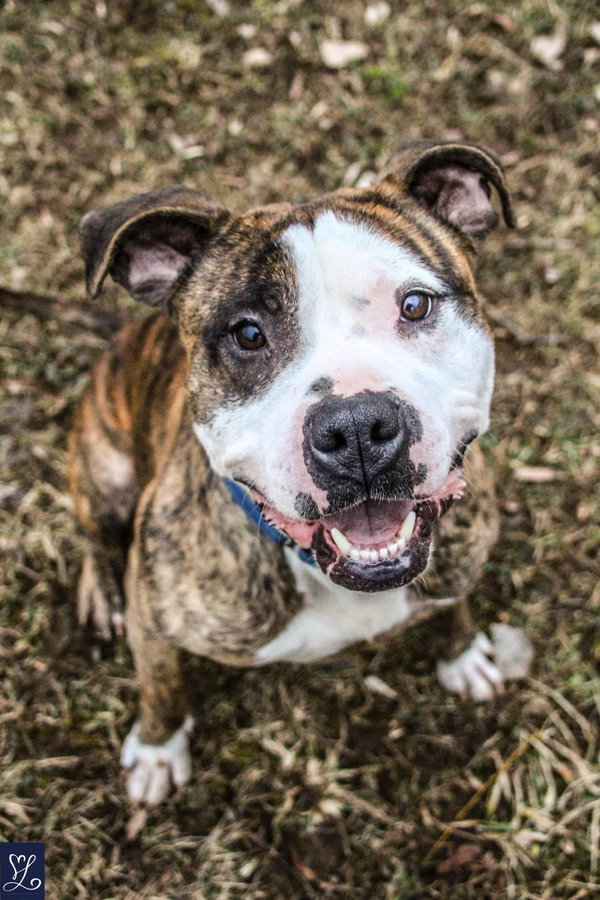 Rocky (the Brindle)
