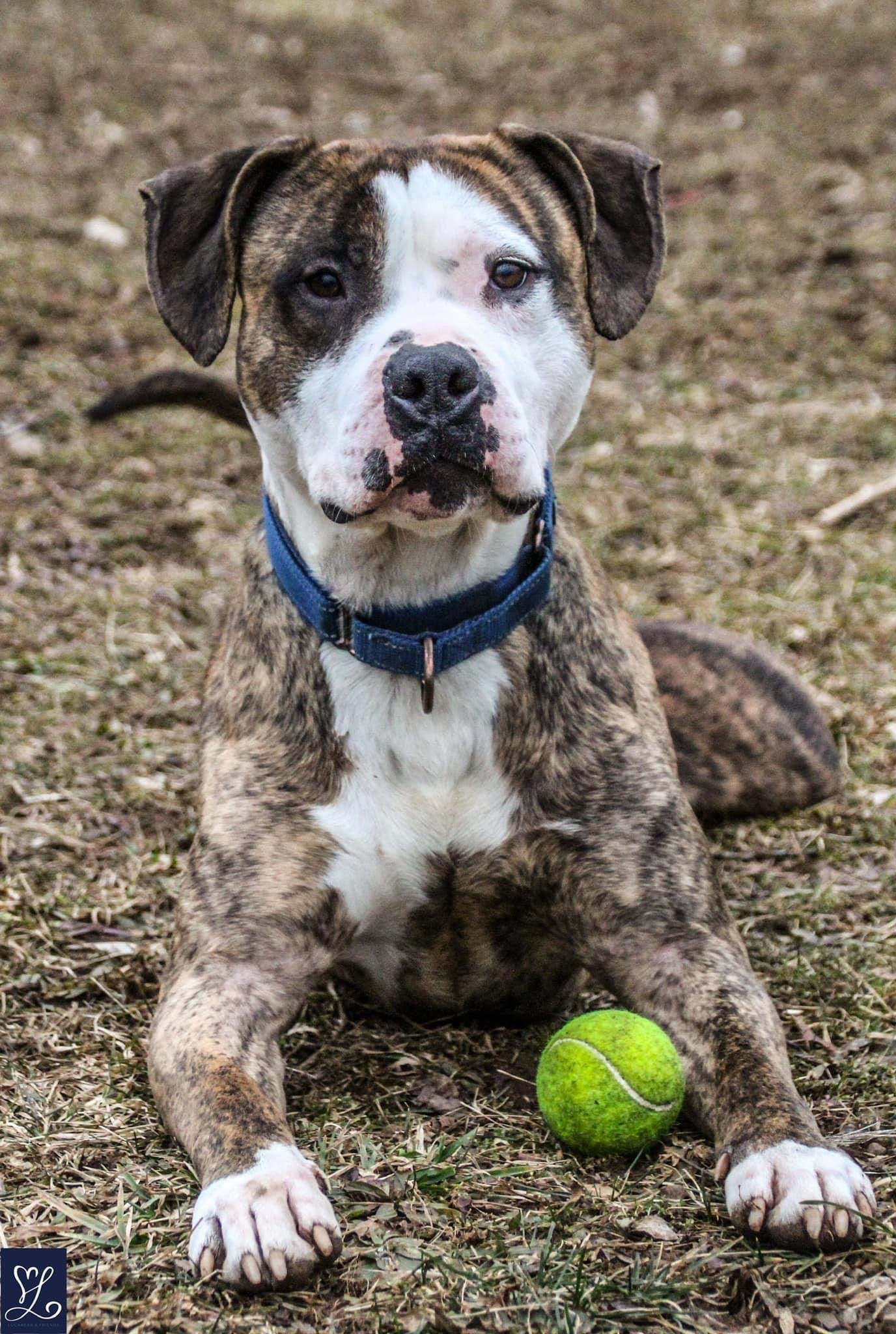 adoptable Dog in Lockport, NY named Rocky (the Brindle)