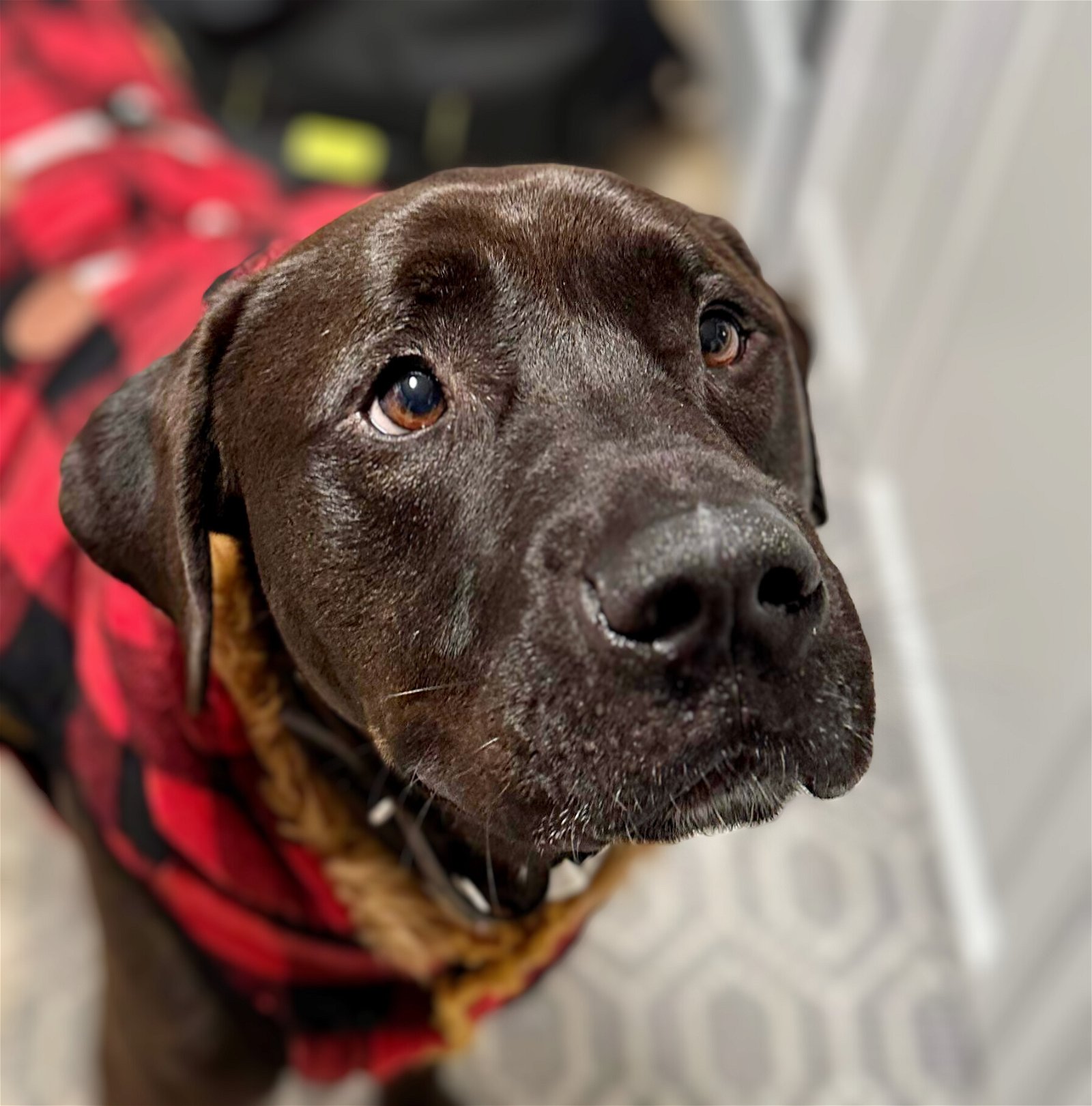 adoptable Dog in Lockport, NY named Milo