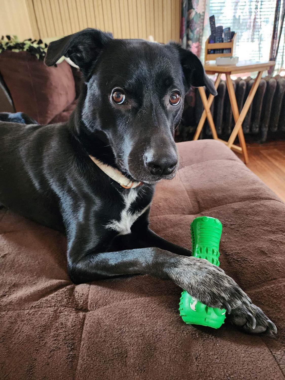 Dog for Adoption - Arlo, a Border Collie in Lockport, NY | Alpha Paw