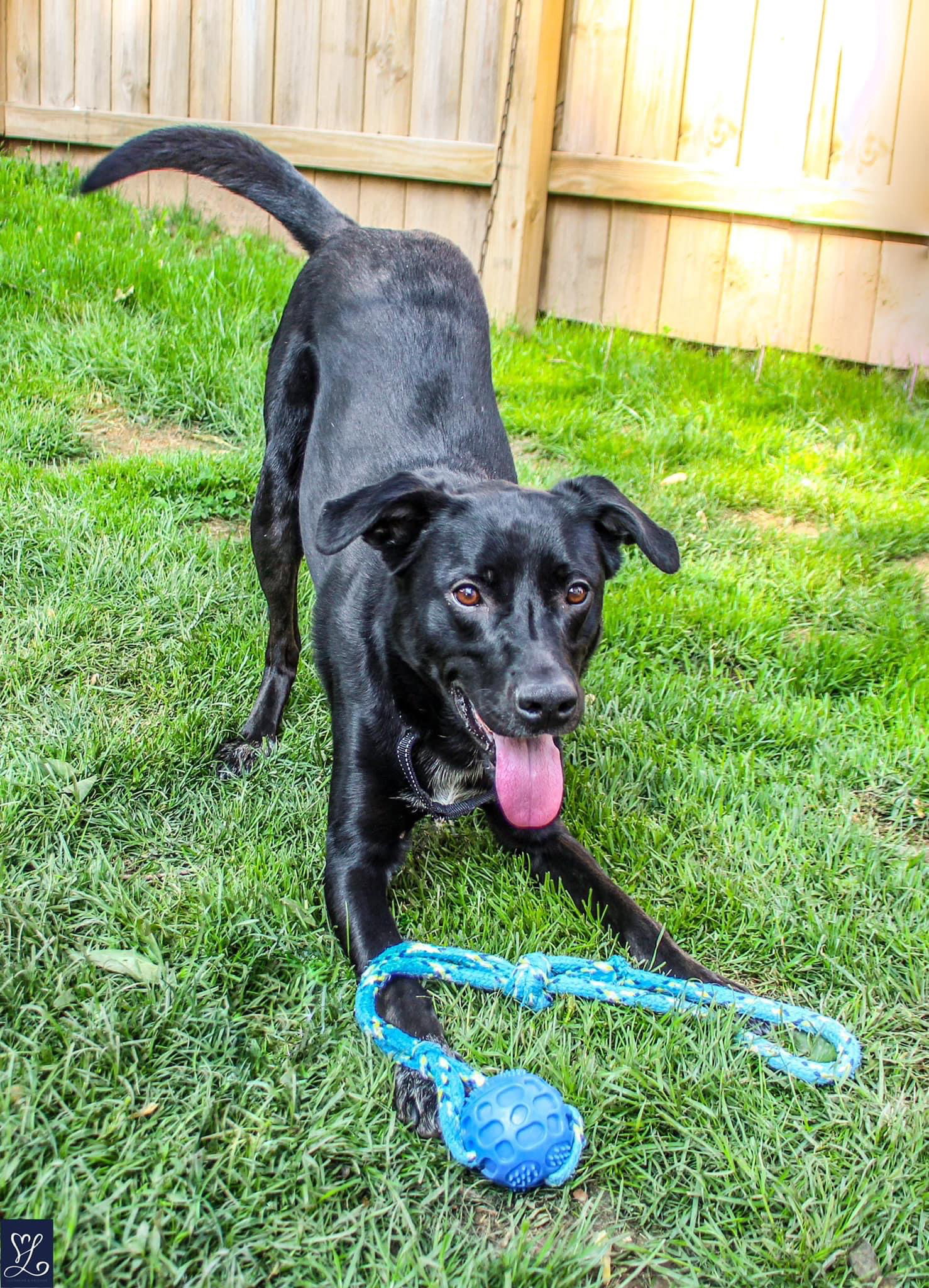 Arlo