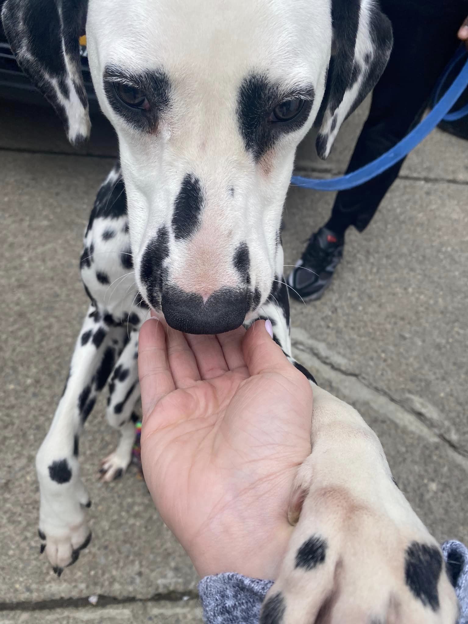 Dog for Adoption - Bruno (2), a Dalmatian in West Seneca, NY | Alpha Paw