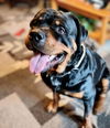 Rocky (the Rottweiler)