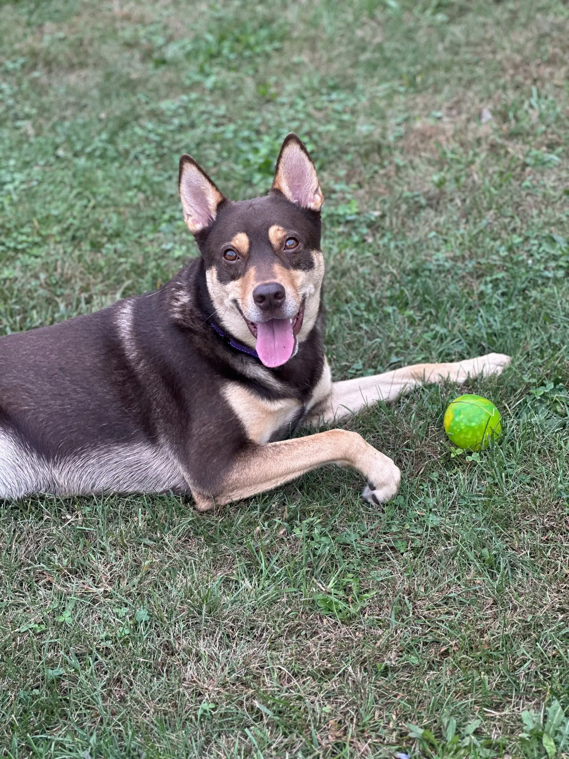 Buzz - Siberian Husky