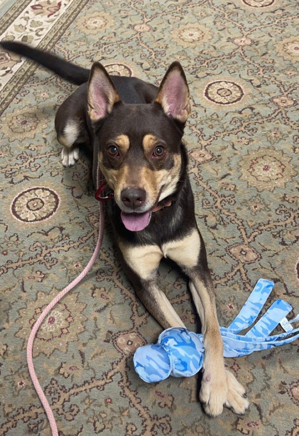 adoptable Dog in Lockport, NY named Buzz
