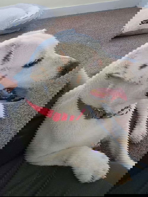 Blitzen