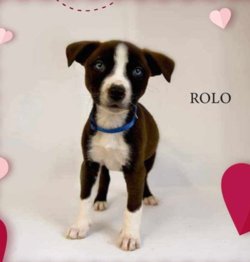 Rolo