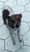 adoptable Dog in lockport, NY named Scotch