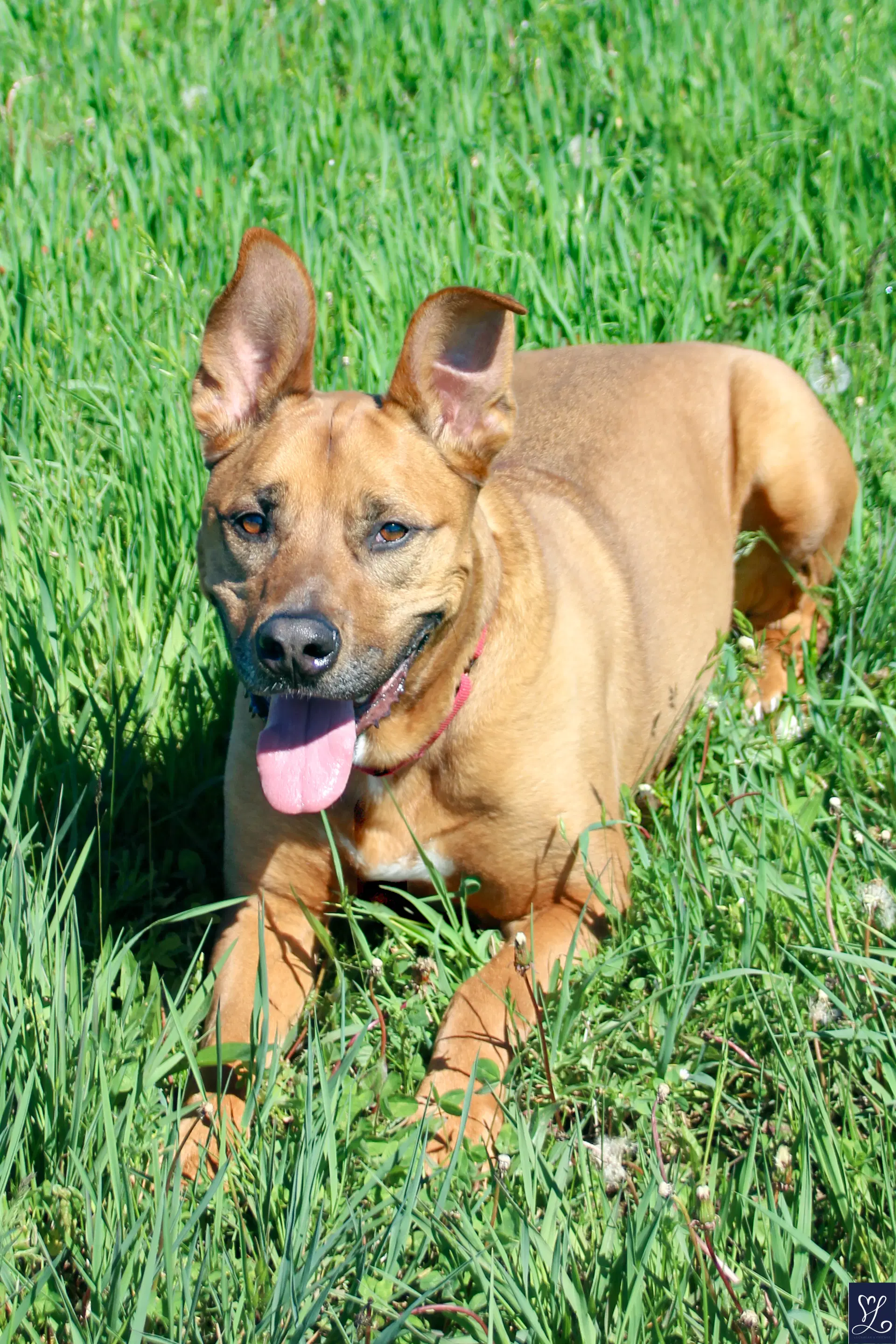 Scooby image 4
