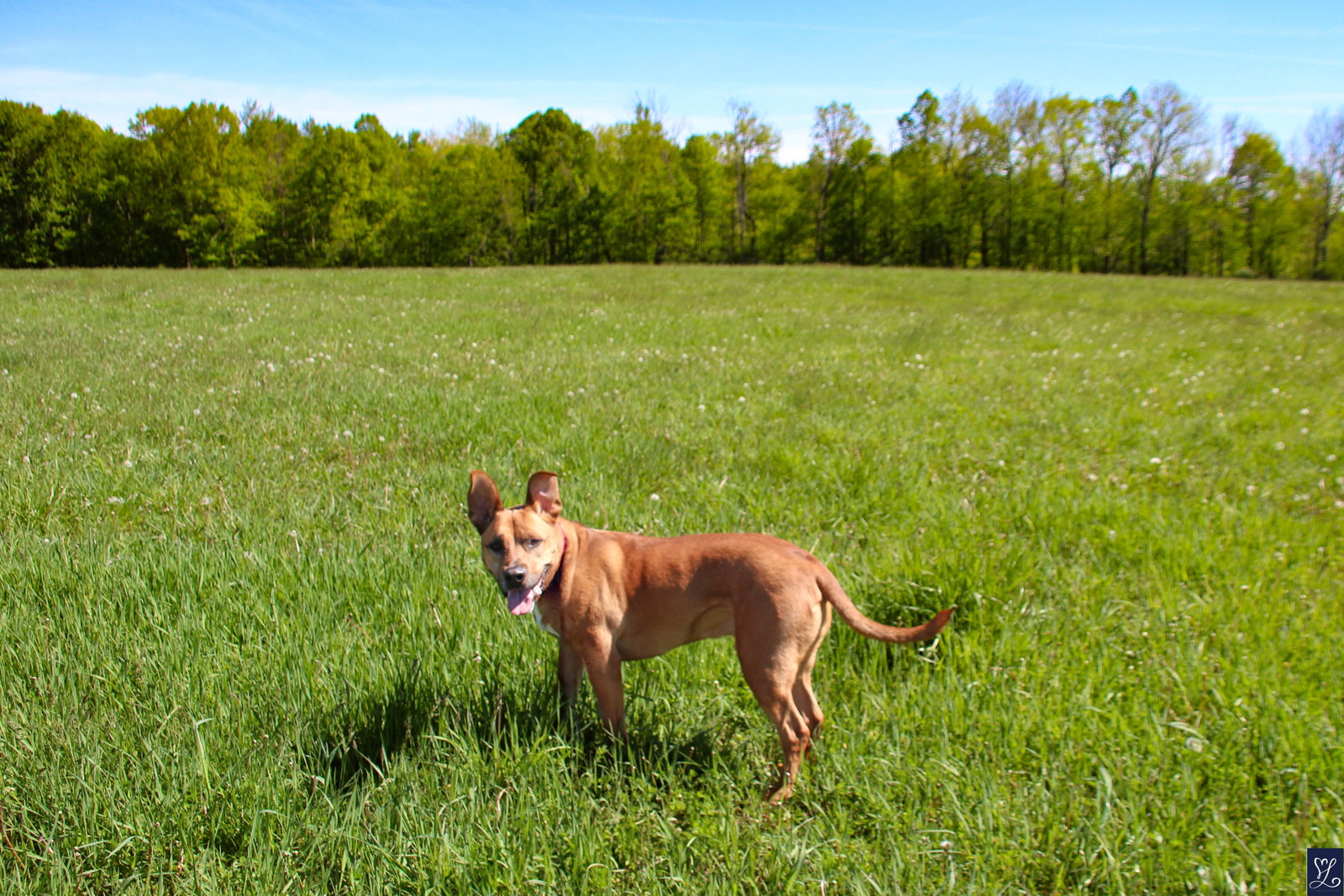 Scooby, photo 7