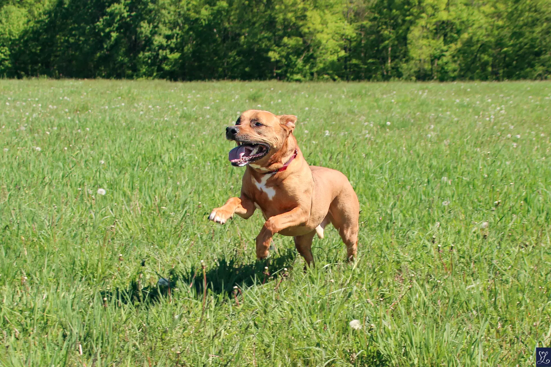Scooby image 4