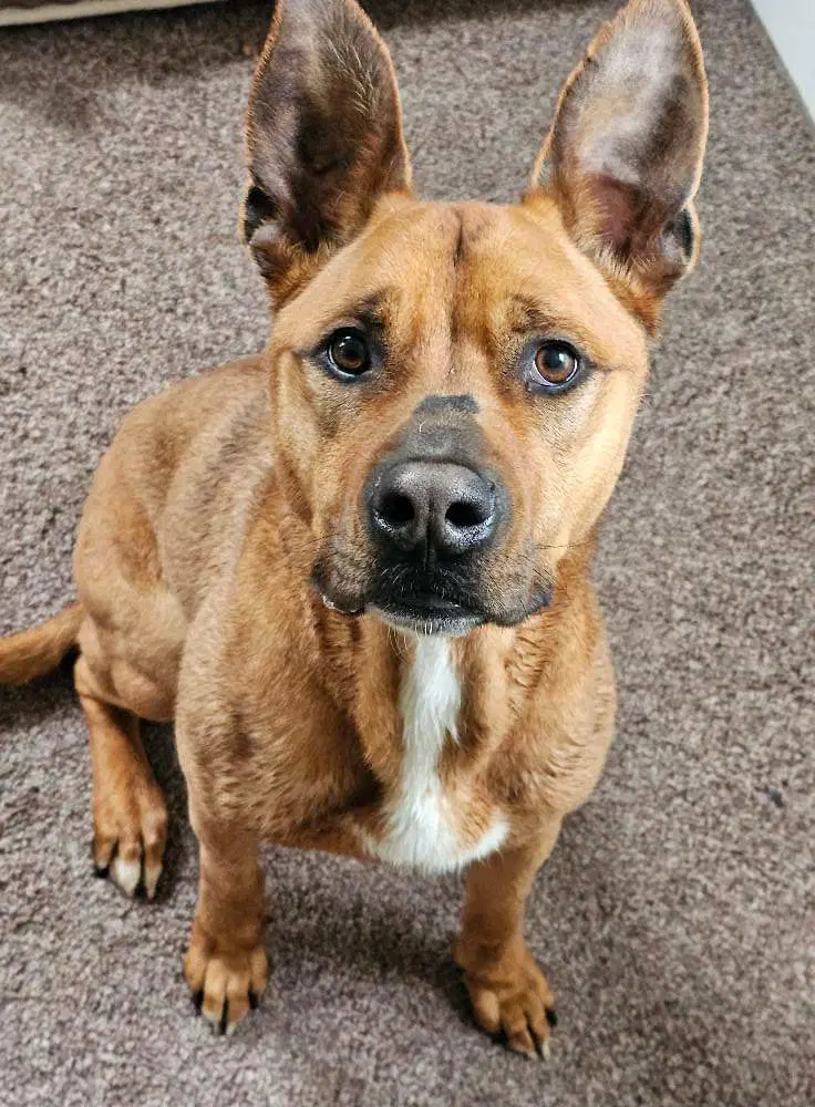 Scooby - American Pit Bull Terrier