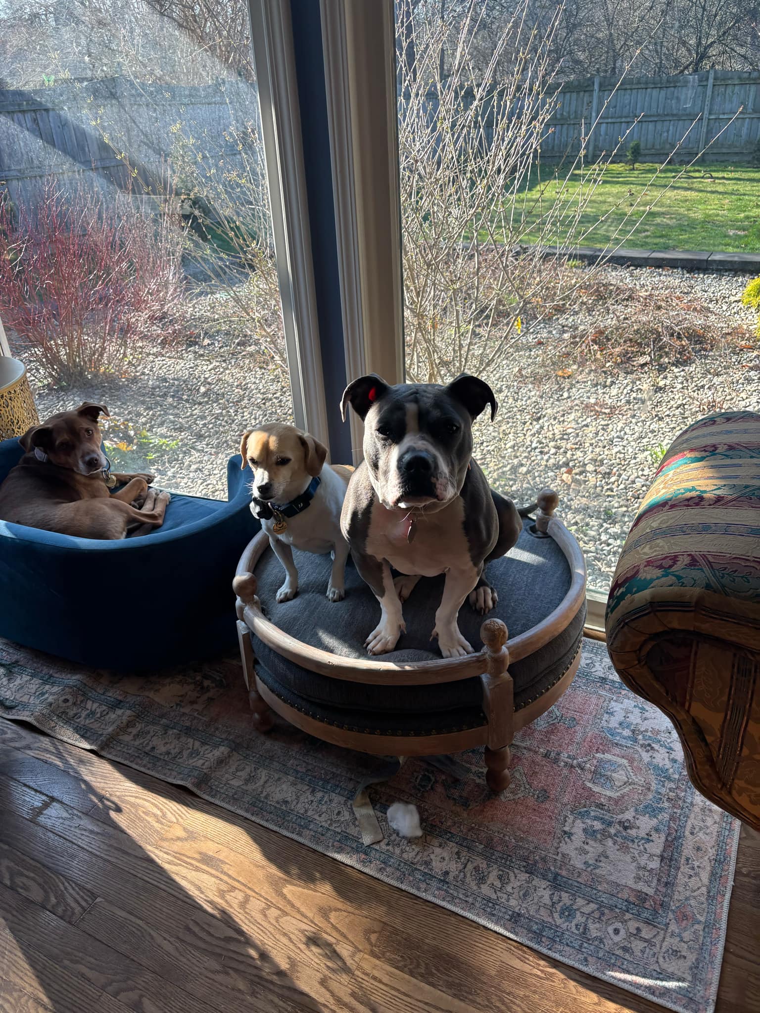 Maddie - Pit Bull Terrier
