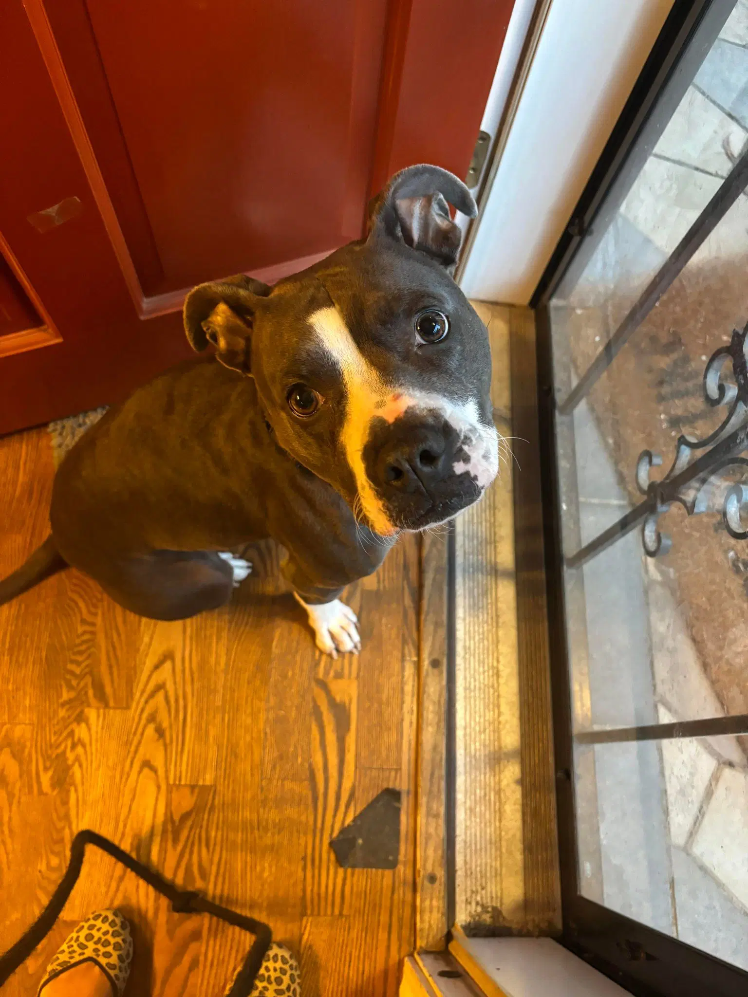 Maddie image 2