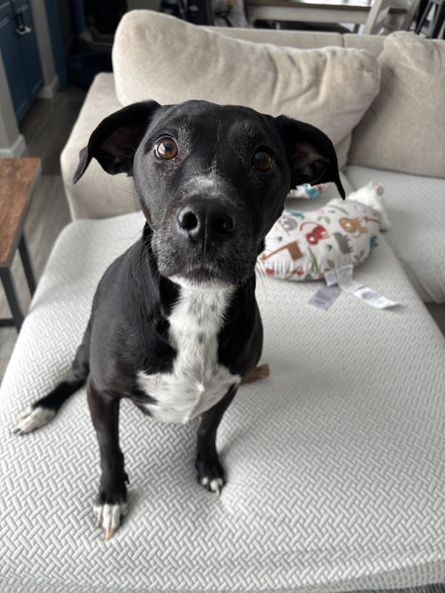 picture of the dog needing adoption