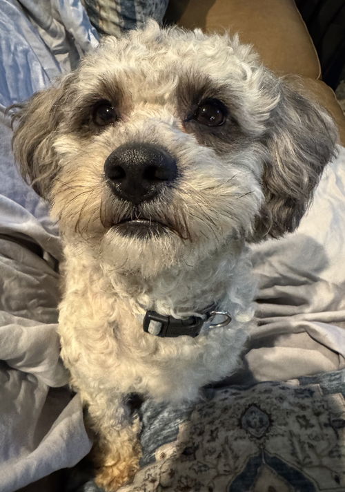 Pip