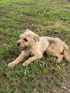 Lucy