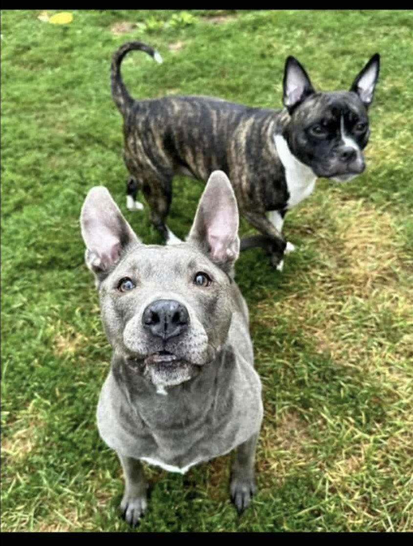 adoptable Dog in Lockport, NY named Skye & Jade