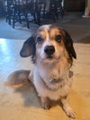 Rosie