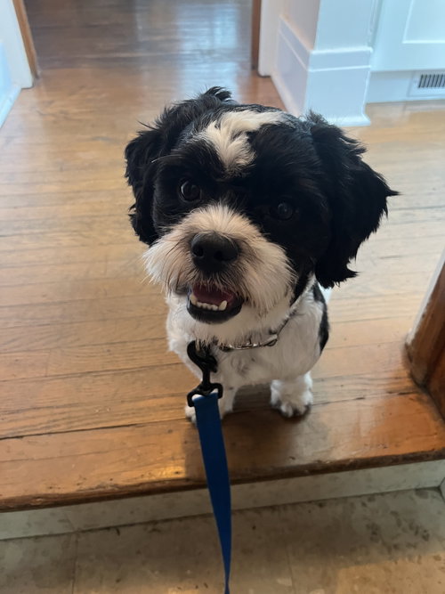 Louie
