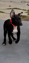 Onyx
