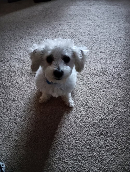 Snowball