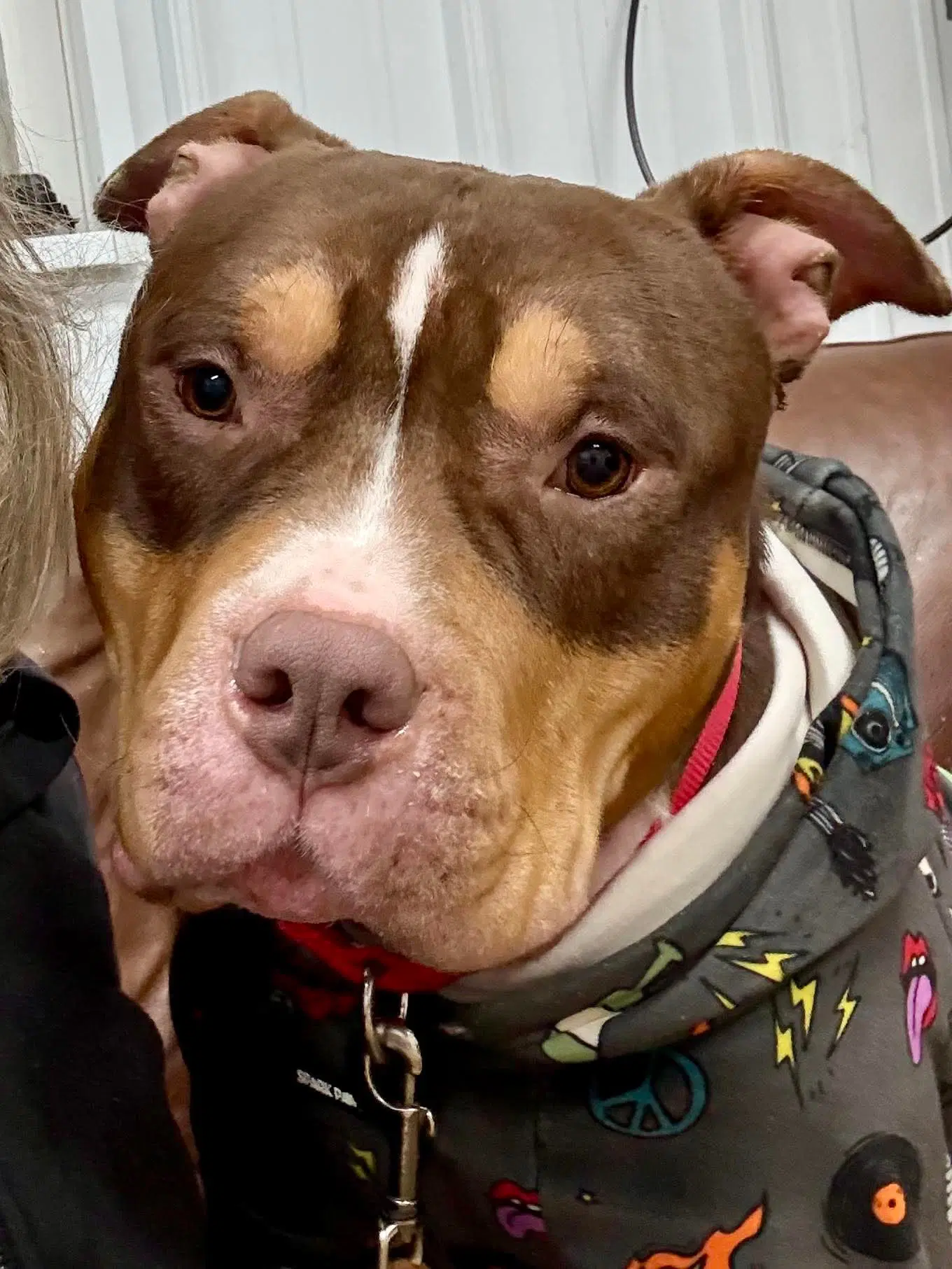 Rubble - American Staffordshire Terrier